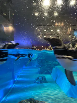 すみだ水族館に投稿された画像（2021/7/18）