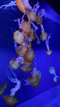 すみだ水族館に投稿された画像（2021/7/18）