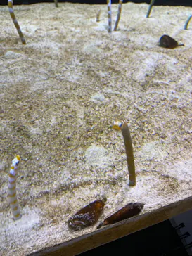 すみだ水族館に投稿された画像（2021/7/18）