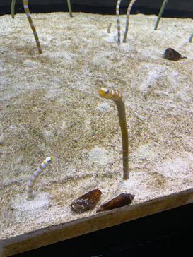 すみだ水族館に投稿された画像（2021/7/18）