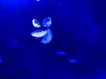 サンシャイン水族館に投稿された画像（2021/7/18）