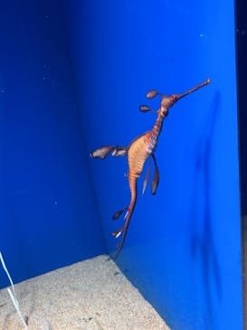 サンシャイン水族館に投稿された画像（2021/7/18）