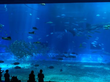 沖縄美ら海水族館に投稿された画像（2021/7/18）