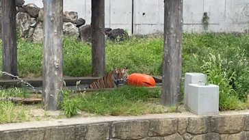 天王寺動物園に投稿された画像（2021/7/18）