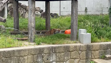 天王寺動物園に投稿された画像（2021/7/18）