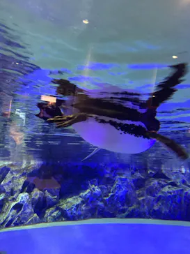 すみだ水族館に投稿された画像（2021/7/18）