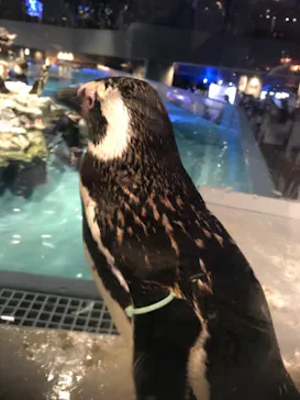 すみだ水族館に投稿された画像（2021/7/18）