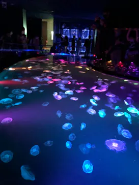 すみだ水族館に投稿された画像（2021/7/18）