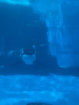 名古屋港水族館に投稿された画像（2021/7/18）