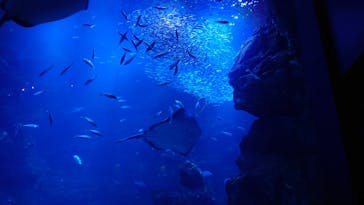 京都水族館に投稿された画像（2021/7/18）