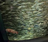 サンシャイン水族館に投稿された画像（2021/7/18）