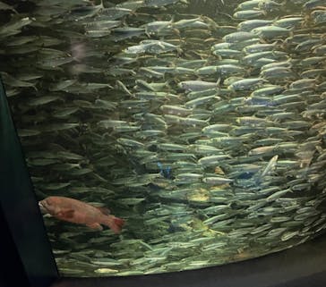 サンシャイン水族館に投稿された画像（2021/7/18）