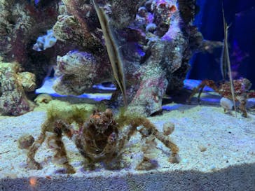 四国水族館に投稿された画像（2021/7/18）