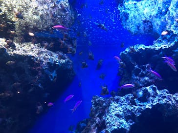 マクセル アクアパーク品川に投稿された画像（2021/7/18）