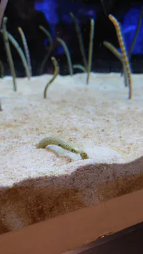 すみだ水族館に投稿された画像（2021/7/18）