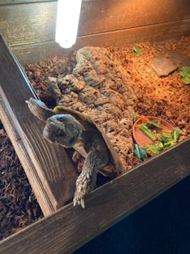 体感型動物園iZooに投稿された画像（2021/7/18）