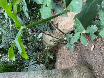 神戸どうぶつ王国に投稿された画像（2021/7/18）