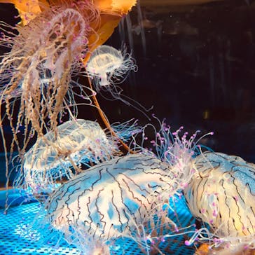 九十九島水族館海きららに投稿された画像（2021/7/18）