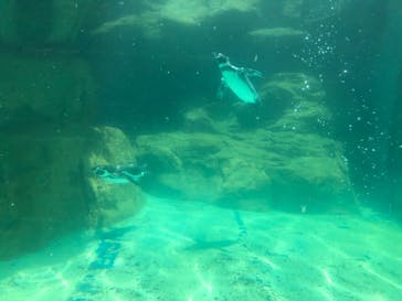 アクアワールド茨城県大洗水族館に投稿された画像（2021/7/18）