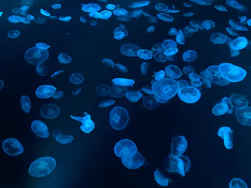 すみだ水族館に投稿された画像（2021/7/18）