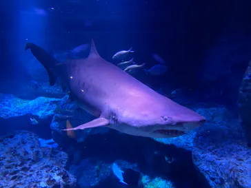 すみだ水族館に投稿された画像（2021/7/18）