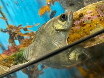 名古屋港水族館に投稿された画像（2021/7/19）