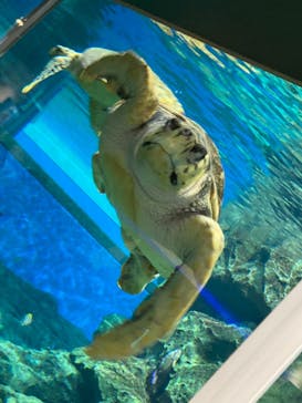 名古屋港水族館に投稿された画像（2021/7/19）
