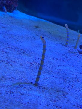 名古屋港水族館に投稿された画像（2021/7/19）