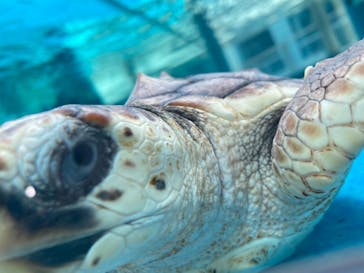名古屋港水族館に投稿された画像（2021/7/19）