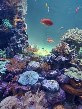 サンシャイン水族館に投稿された画像（2021/7/19）