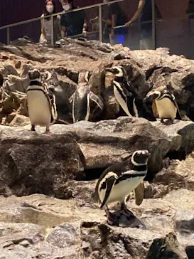 すみだ水族館に投稿された画像（2021/7/19）