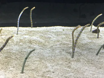 すみだ水族館に投稿された画像（2021/7/19）