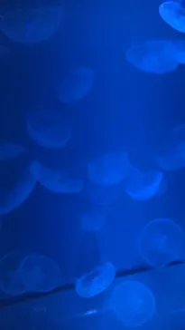すみだ水族館に投稿された画像（2021/7/19）