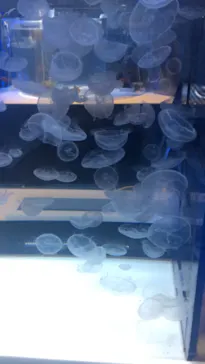 すみだ水族館に投稿された画像（2021/7/19）