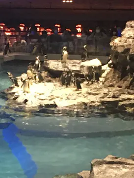 すみだ水族館に投稿された画像（2021/7/19）