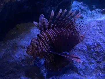 すみだ水族館に投稿された画像（2021/7/19）
