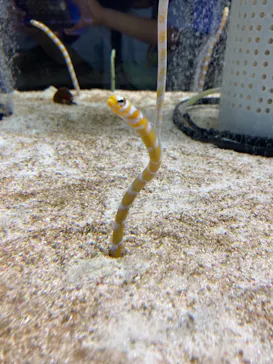 すみだ水族館に投稿された画像（2021/7/19）