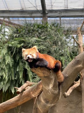 神戸どうぶつ王国に投稿された画像（2021/7/19）