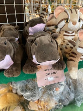 神戸どうぶつ王国に投稿された画像（2021/7/19）