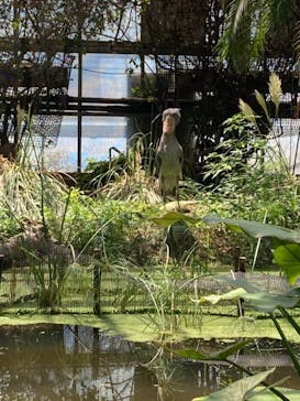 神戸どうぶつ王国に投稿された画像（2021/7/19）