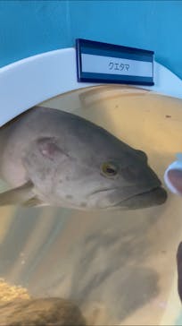 串本海中公園水族館に投稿された画像（2021/7/19）