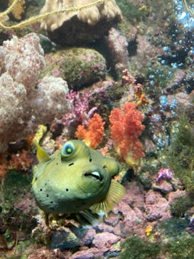 串本海中公園水族館に投稿された画像（2021/7/19）