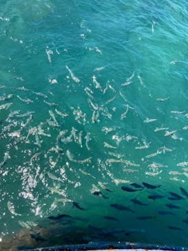 串本海中公園水族館に投稿された画像（2021/7/19）