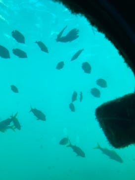 串本海中公園水族館に投稿された画像（2021/7/19）