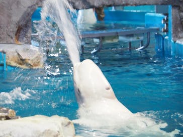 名古屋港水族館に投稿された画像（2021/7/19）