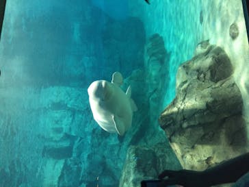 名古屋港水族館に投稿された画像（2021/7/19）