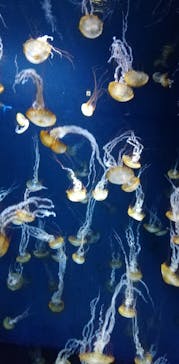 新江ノ島水族館に投稿された画像（2021/7/19）