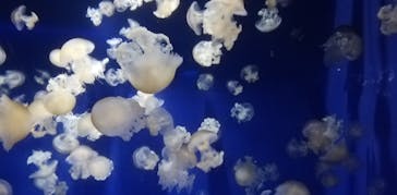 新江ノ島水族館に投稿された画像（2021/7/19）