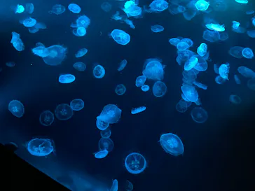 すみだ水族館に投稿された画像（2021/7/19）