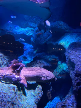 すみだ水族館に投稿された画像（2021/7/19）